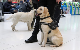 В аэропорту Хельсинки собаки начали вынюхивать больных коронавирусом