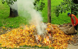 Самовільне спалювання листя та сухої трави: українцям нагадали про штрафи