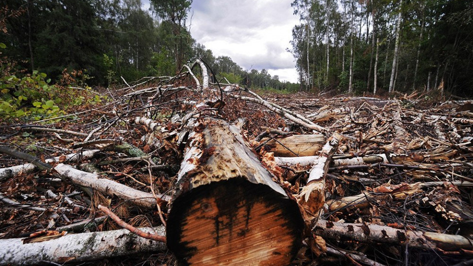 Незаконна вирубка лісу на 6,6 мільйонів: посадовцям лісництва повідомили про підозру