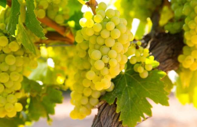 В Україні з’явиться нове свято – Зеленський підписав указ