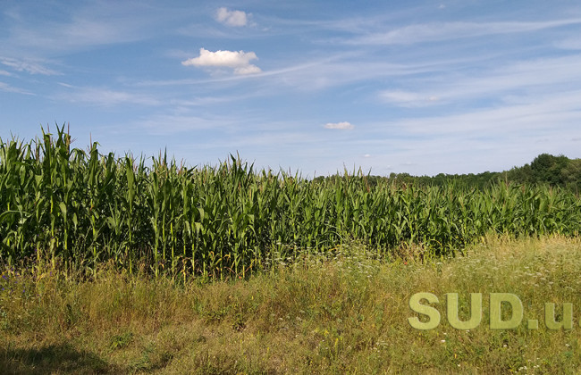 Прокуратура повернула державі ліс на території зони відчуження ЧАЕС вартістю понад 1,2 млн грн