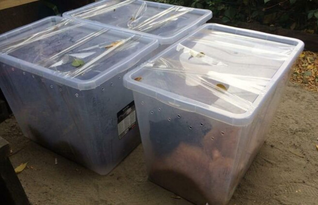 Живодеры оставили котов в пластиковых коробках на улице Харькова, – полиция