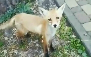 Под Киевом поселилась стая лис: фото и видео