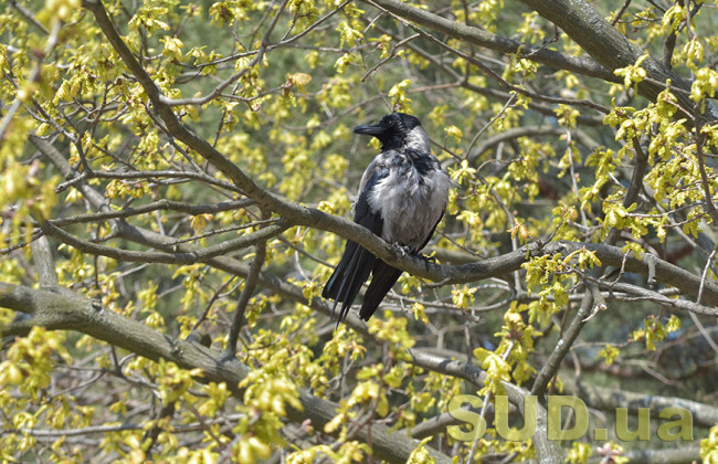 Тотальное озеленение: на столичных Позняках высадят 80 лип