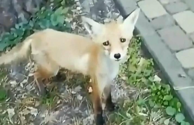 Под Киевом поселилась стая лис: фото и видео