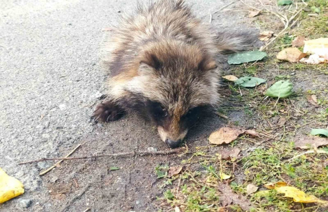 Под Киевом спасли енота: животное из-за истощения не могло встать на лапы, фото