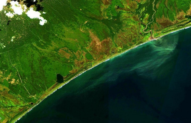 На Камчатці сталася екологічна катастрофа – узбережжя встелене мертвими тваринами