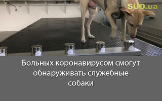 Больных коронавирусом смогут обнаруживать служебные собаки