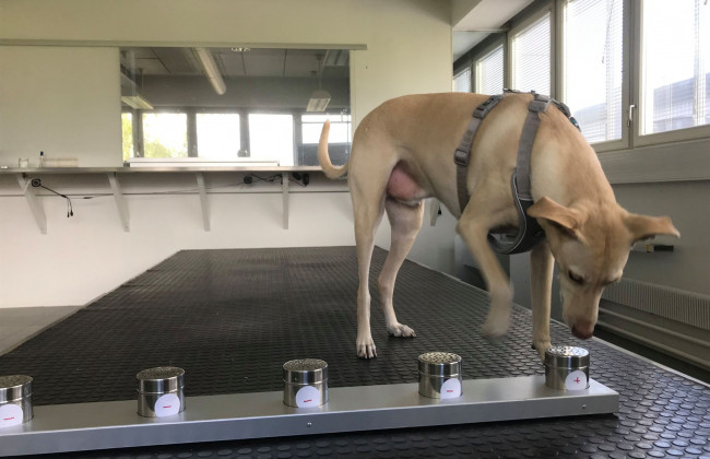 Больных коронавирусом смогут обнаруживать служебные собаки