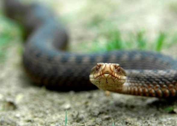 В Киеве ребенок стал жертвой укуса змеи