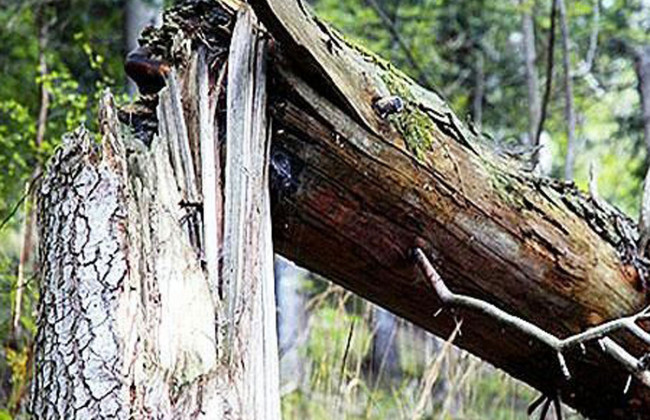 В Києві дерево впало на припарковане авто, фото