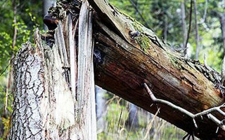 В Києві дерево впало на припарковане авто, фото