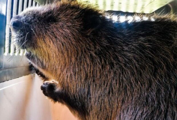 Под Киевом дикий зверек поставил на уши местных жителей