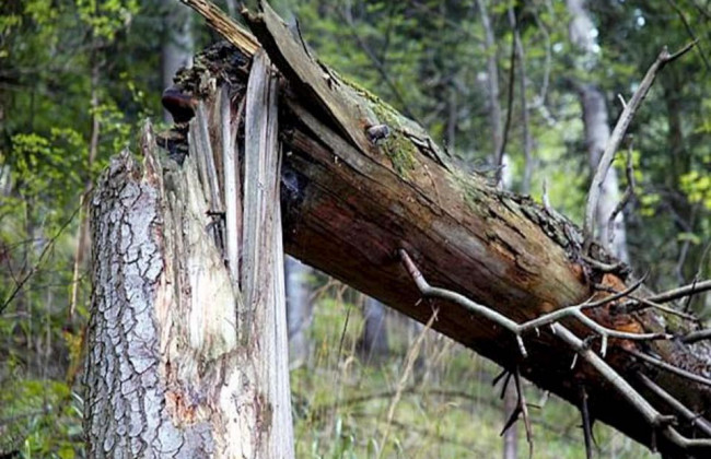 В Киеве дерево рухнуло на автомобили