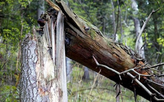 В Киеве дерево рухнуло на автомобили