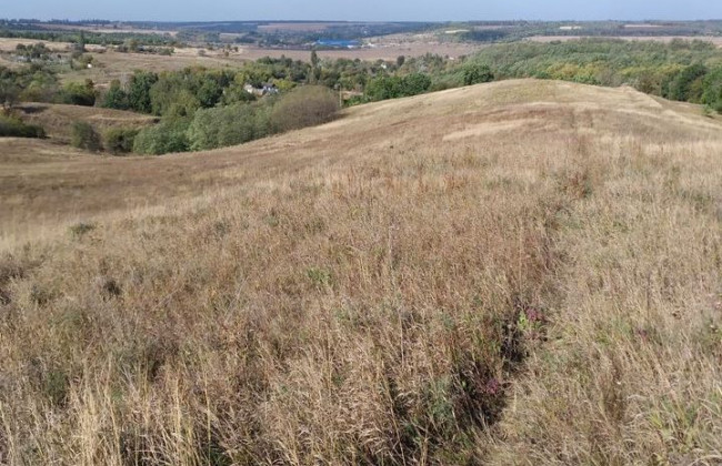 Под Киевом обнаружили редкое растение, которое может исчезнуть