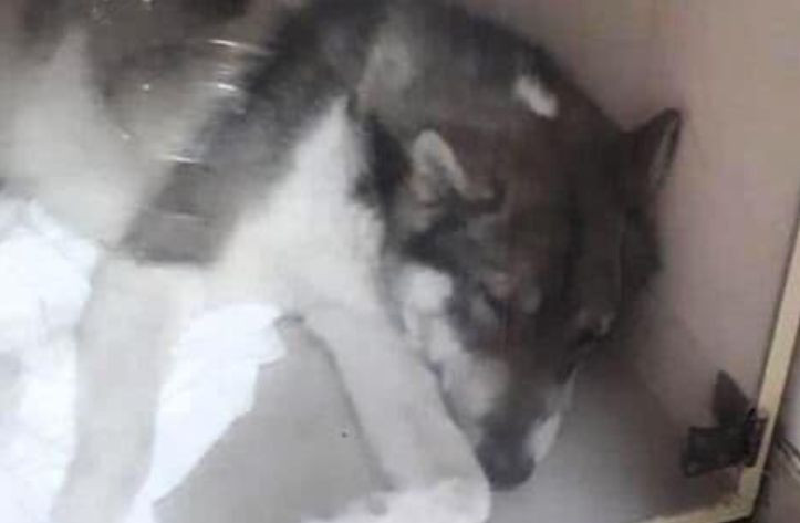 Десятки погибших животных: в Ивано-Франковске неизвестные травят собак опасным веществом