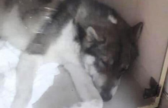 Десятки погибших животных: в Ивано-Франковске неизвестные травят собак опасным веществом