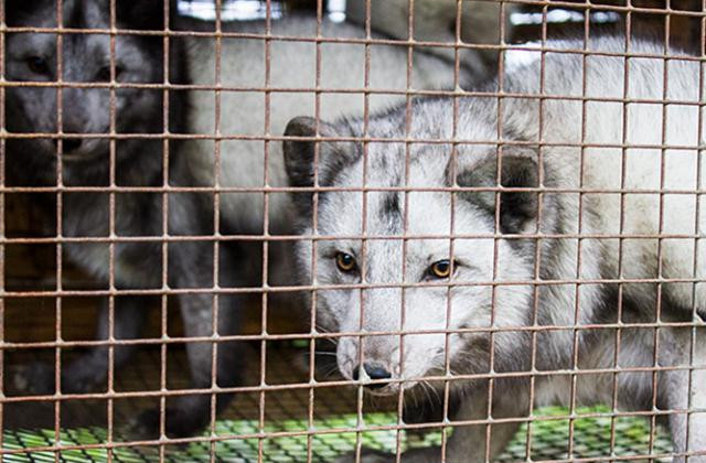 Польща може заборонити хутрові ферми
