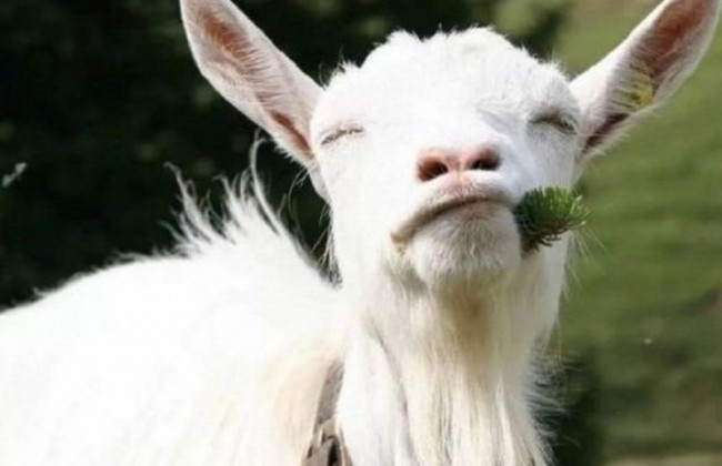 По улицам Киева гуляют козы, видео