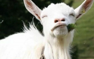 По улицам Киева гуляют козы, видео