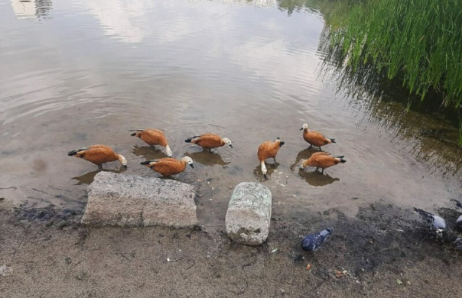 В киевском озере плавает стая уток с подрезанными крыльями, фото