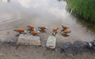 В киевском озере плавает стая уток с подрезанными крыльями, фото