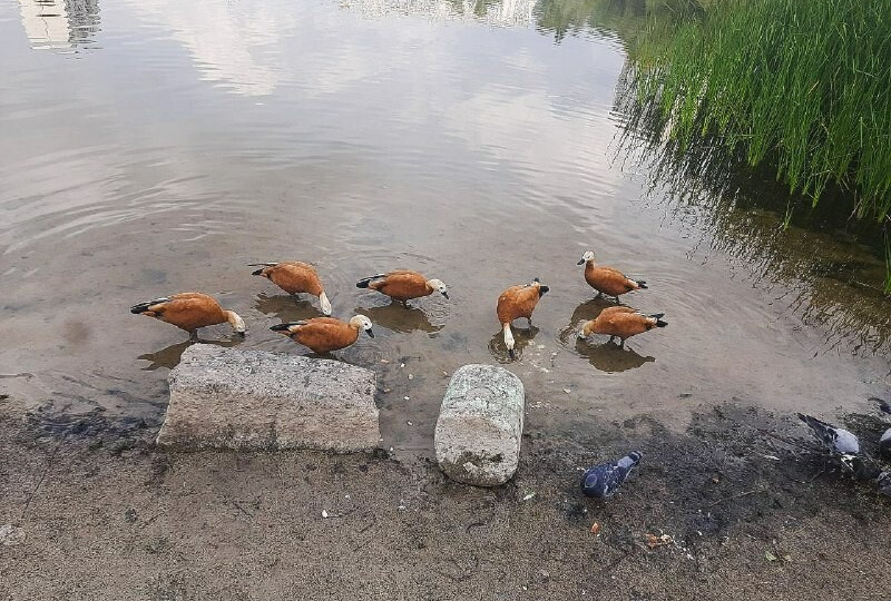 В киевском озере плавает стая уток с подрезанными крыльями, фото
