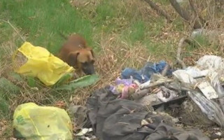 Под Запорожьем собака принесла мальчику человеческую ногу