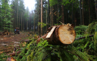 Незаконна вирубка лісу на 7 мільйонів: посадовці лісництва під Харковом постануть перед судом