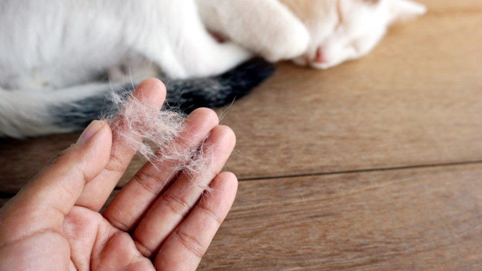 Аллергия на шерсть животных: почему возникает и как с ней бороться