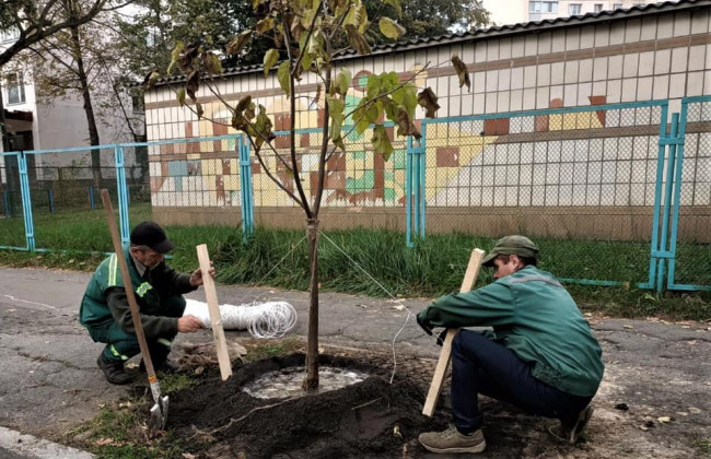 У Києві на Солом’янці висадили незвичні «макаронні» дерева: фото