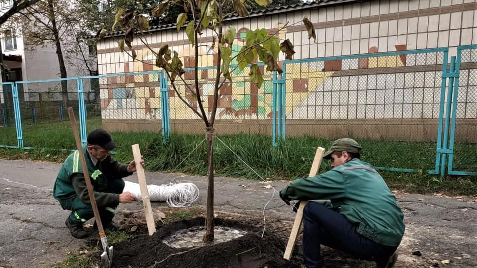 У Києві на Солом’янці висадили незвичні «макаронні» дерева: фото