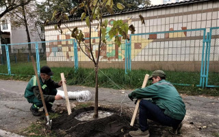 У Києві на Солом’янці висадили незвичні «макаронні» дерева: фото