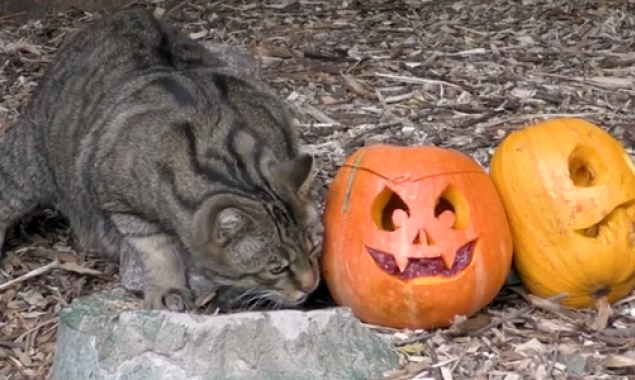 Зоо-Хэллоуин: киевлян приглашают посетить зоопарк в праздничные дни, видео
