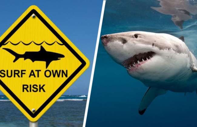 Ребенок лишился руки: на семью украинцев в Египте напала акула