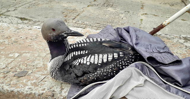 На одеському пляжі врятували рідкісного птаха, фото