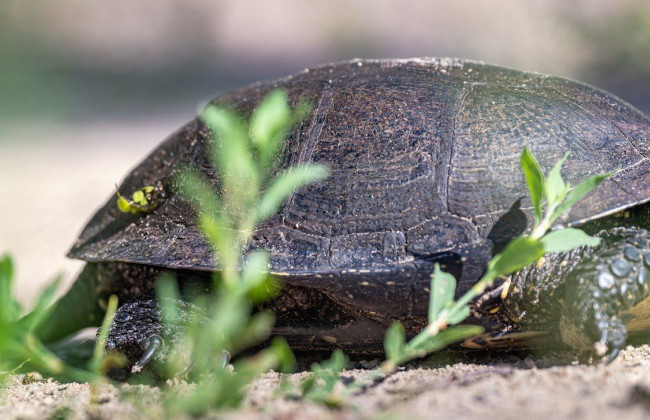 В Чернобыльском заповеднике живет уникальное животное