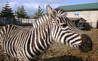 Скончалась от перелома черепа: в винницком зоопарке погибла зебра, фото