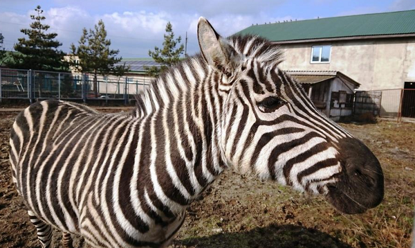 Скончалась от перелома черепа: в винницком зоопарке погибла зебра, фото