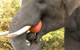 Зоо-Хелловін: у столичному зоопарку тварин нагодували гарбузами: фото, відео