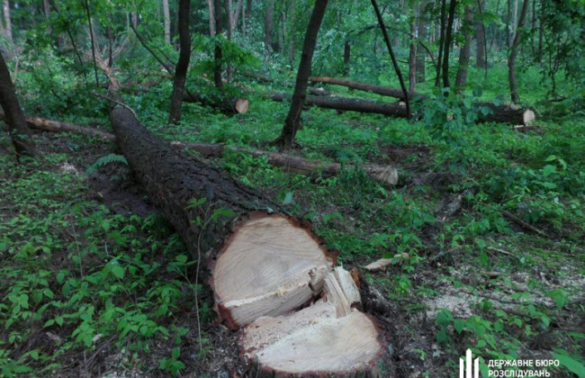Незаконна вирубка лісу на 7 мільйонів: посадовці лісництва на Закарпатті постануть перед судом