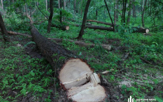 Незаконна вирубка лісу на 7 мільйонів: посадовці лісництва на Закарпатті постануть перед судом