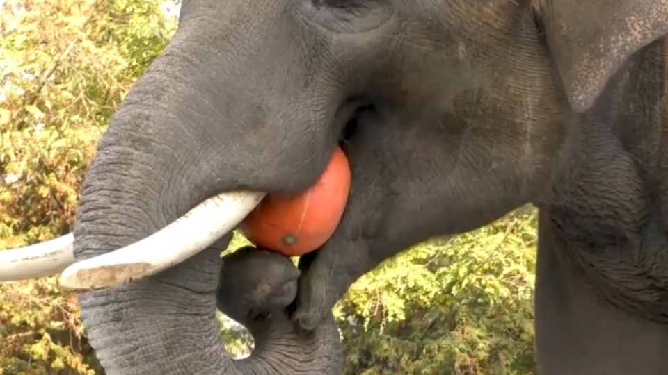 Зоо-Хелловін: у столичному зоопарку тварин нагодували гарбузами: фото, відео