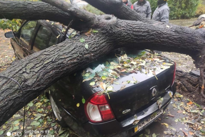 У Києві дерево впало на припаркований автомобіль: фото