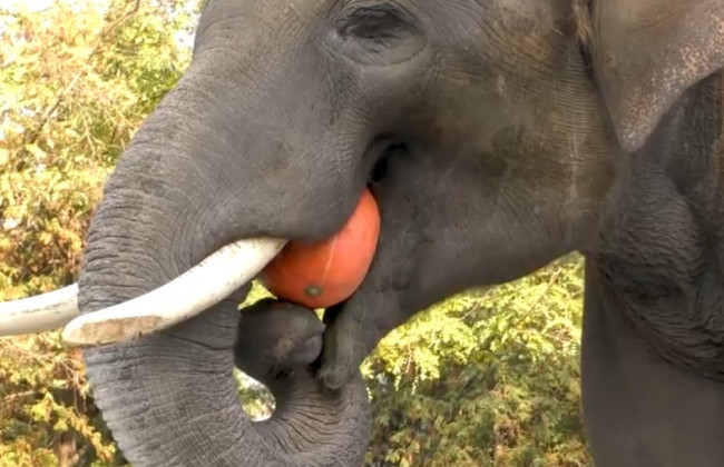 Зоо-Хелловін: у столичному зоопарку тварин нагодували гарбузами: фото, відео