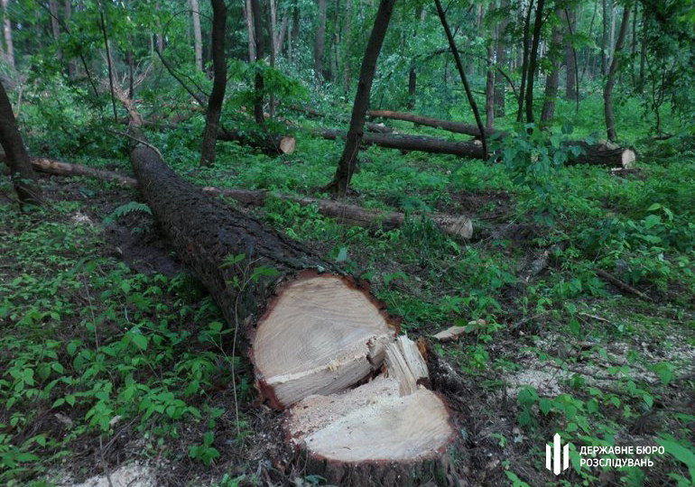 Незаконна вирубка лісу на 7 мільйонів: посадовці лісництва на Закарпатті постануть перед судом