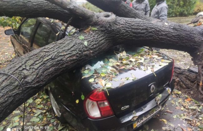 У Києві дерево впало на припаркований автомобіль: фото