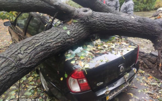 У Києві дерево впало на припаркований автомобіль: фото