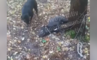 На Воскресенке в лесу живодеры пытались съесть собаку в ночь на Хэллоуин: животное выжило